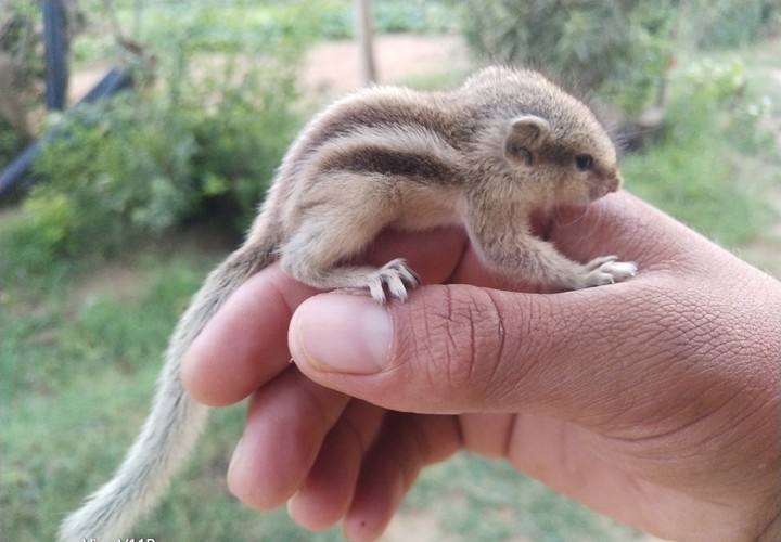 squirrel