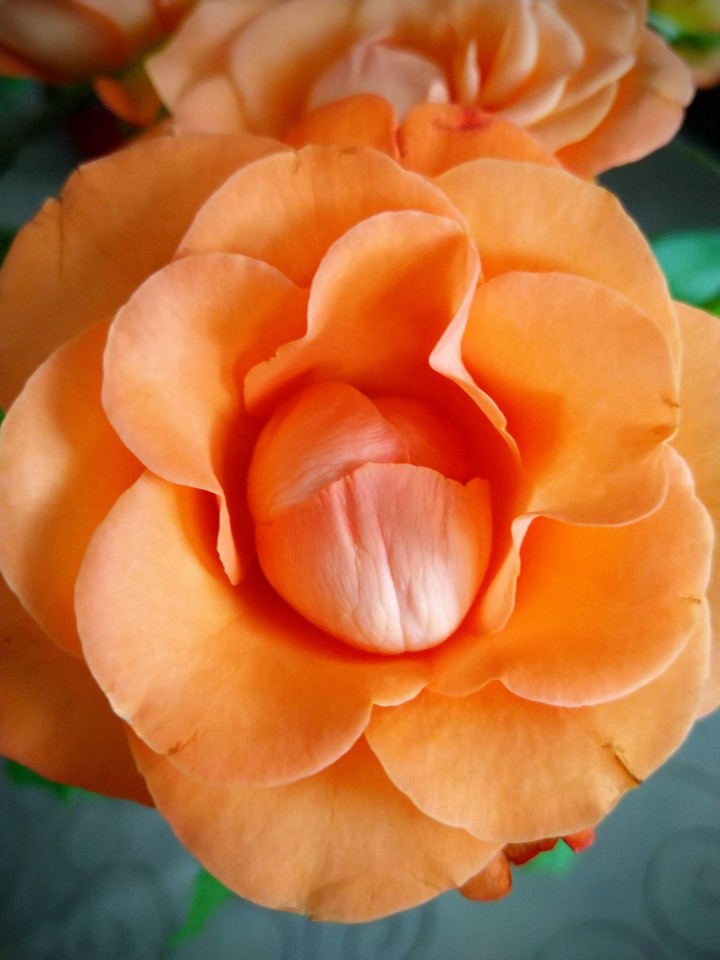 Blume
