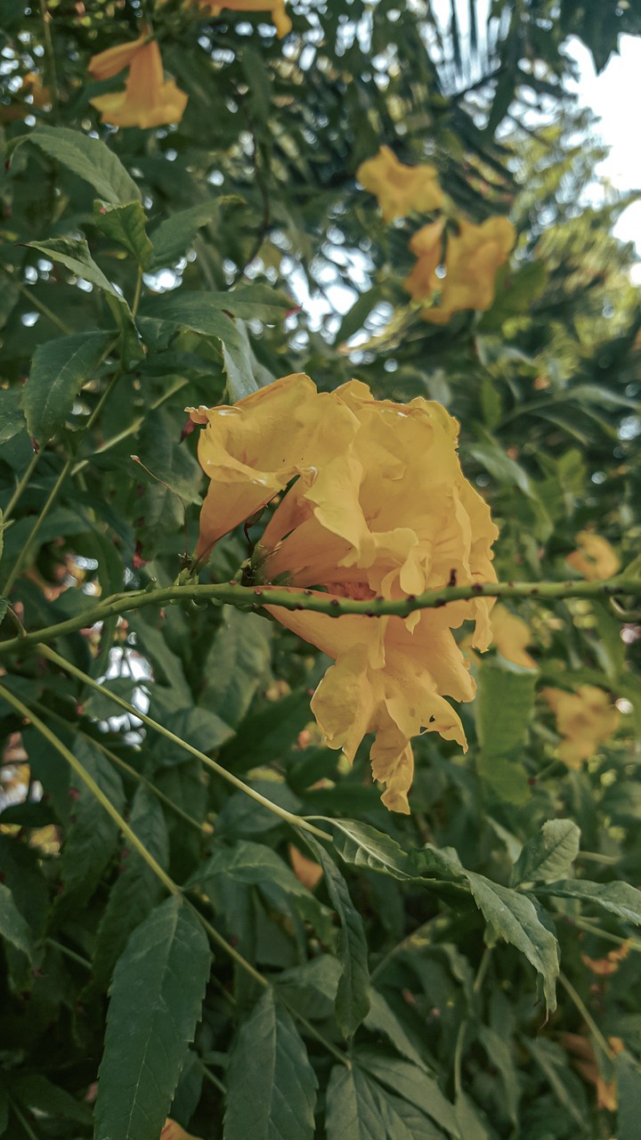 yellow