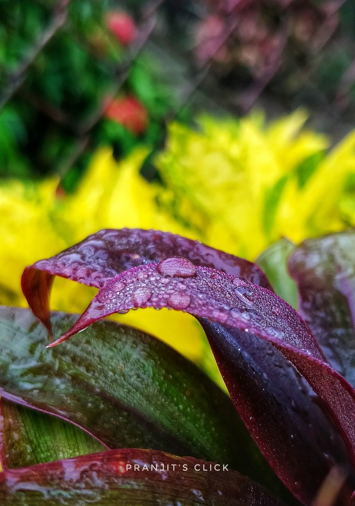 Dew Drops