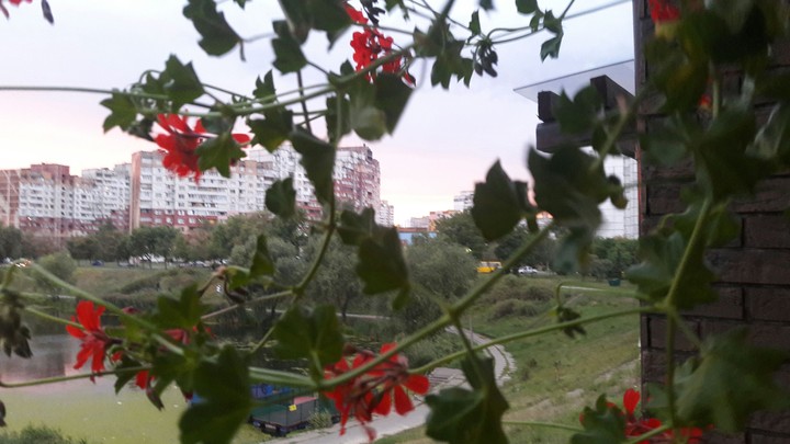 flower