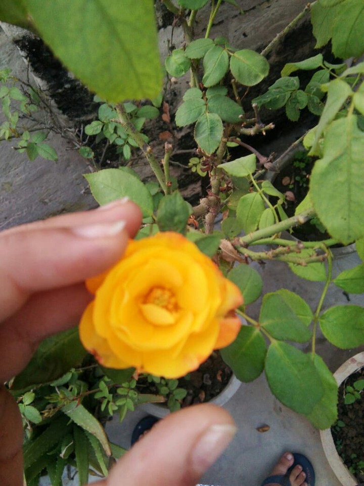 flowers