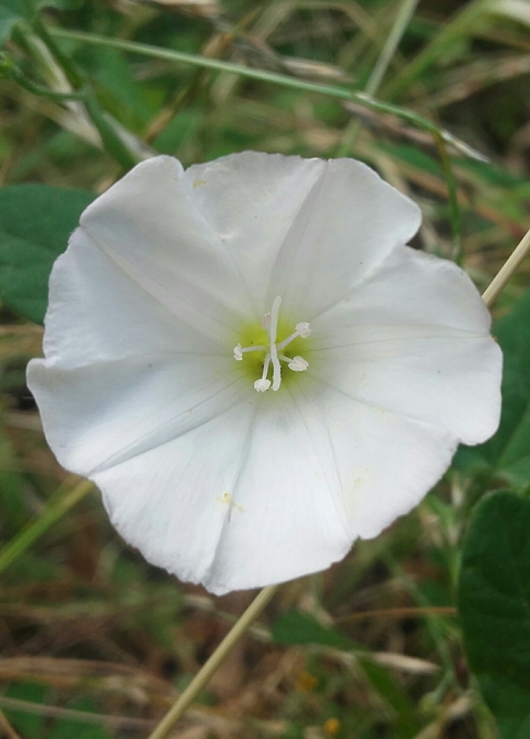 white flower