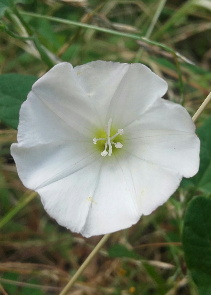 white flower