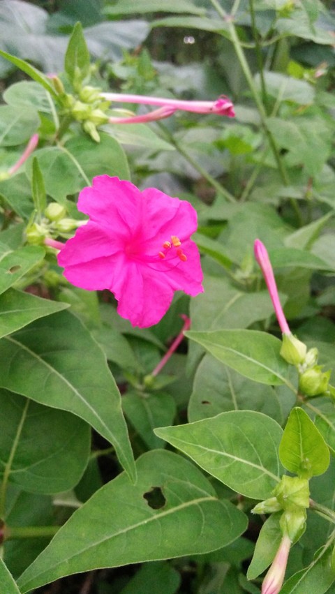 subshrub, flora桌布