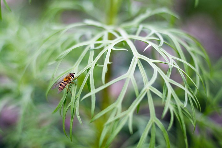 Buzy bee