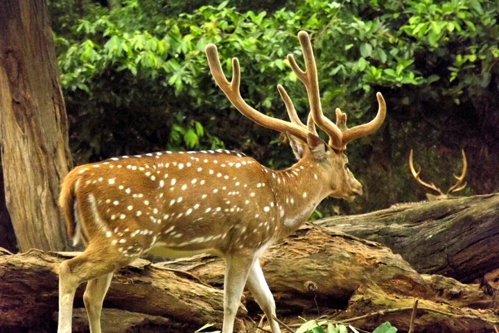 deer
