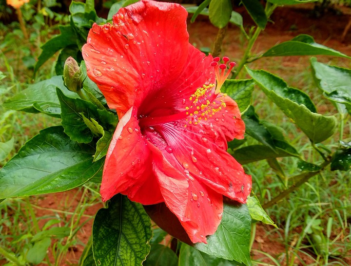 Red blossom