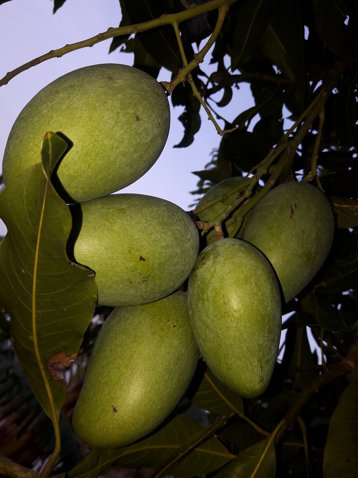 mango