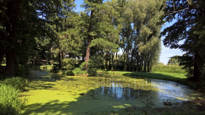 Pond water