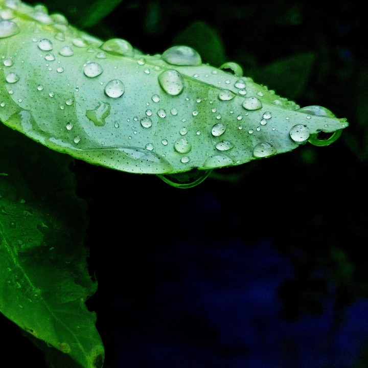 green droplet