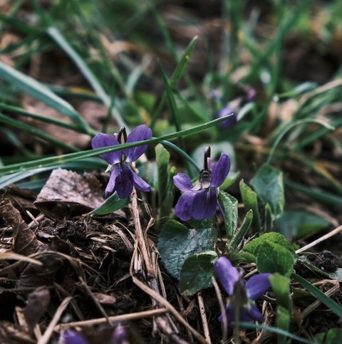 purple, grass壁紙