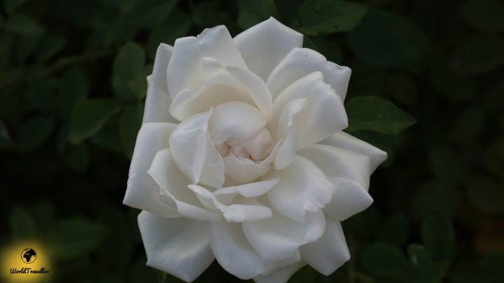 Creamy white rose