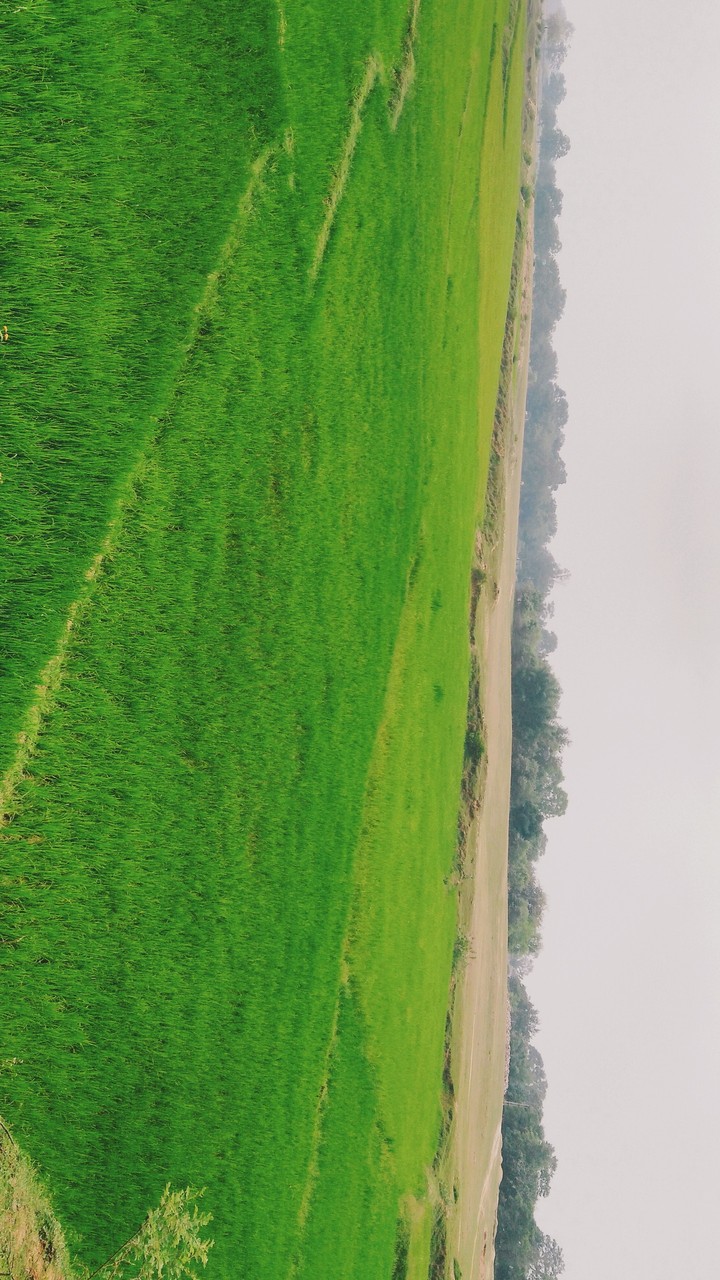 Paddy field