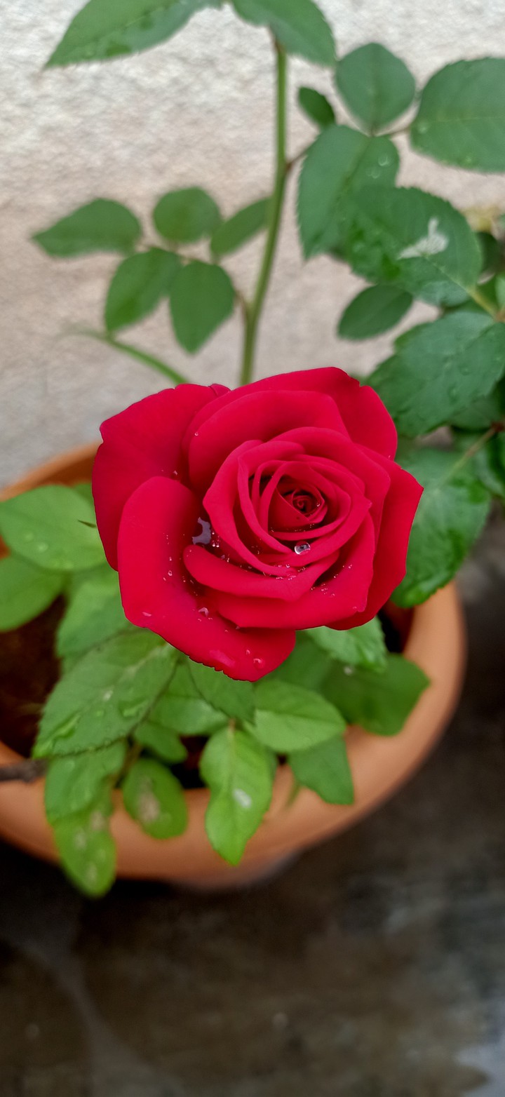 Roj