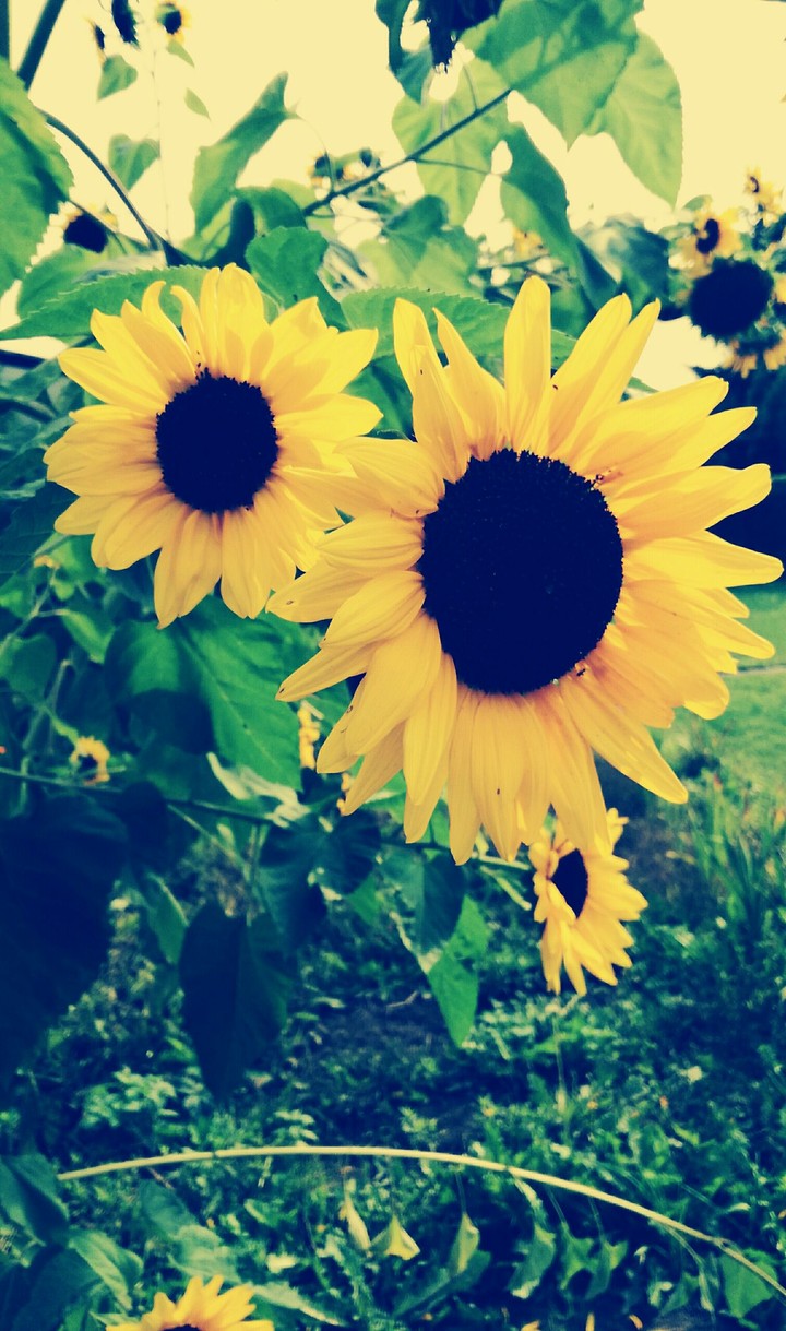 Sunflower