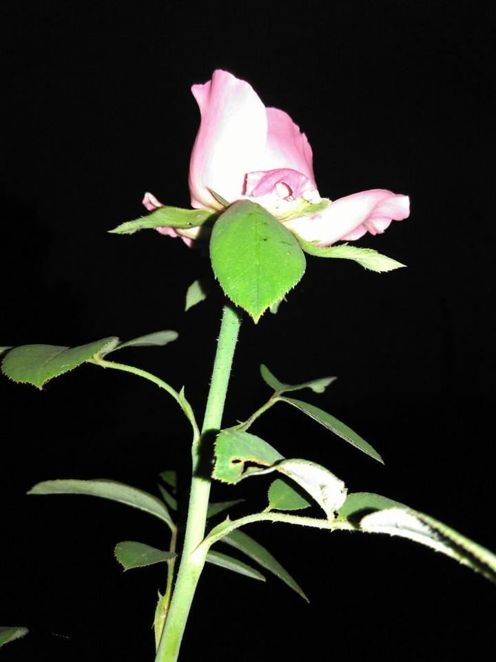 dark rose
