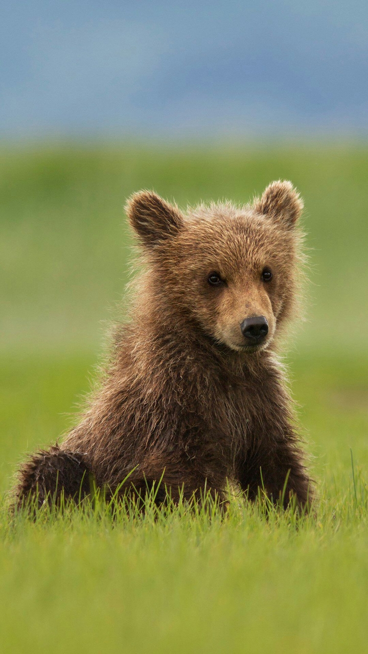 Little bear
