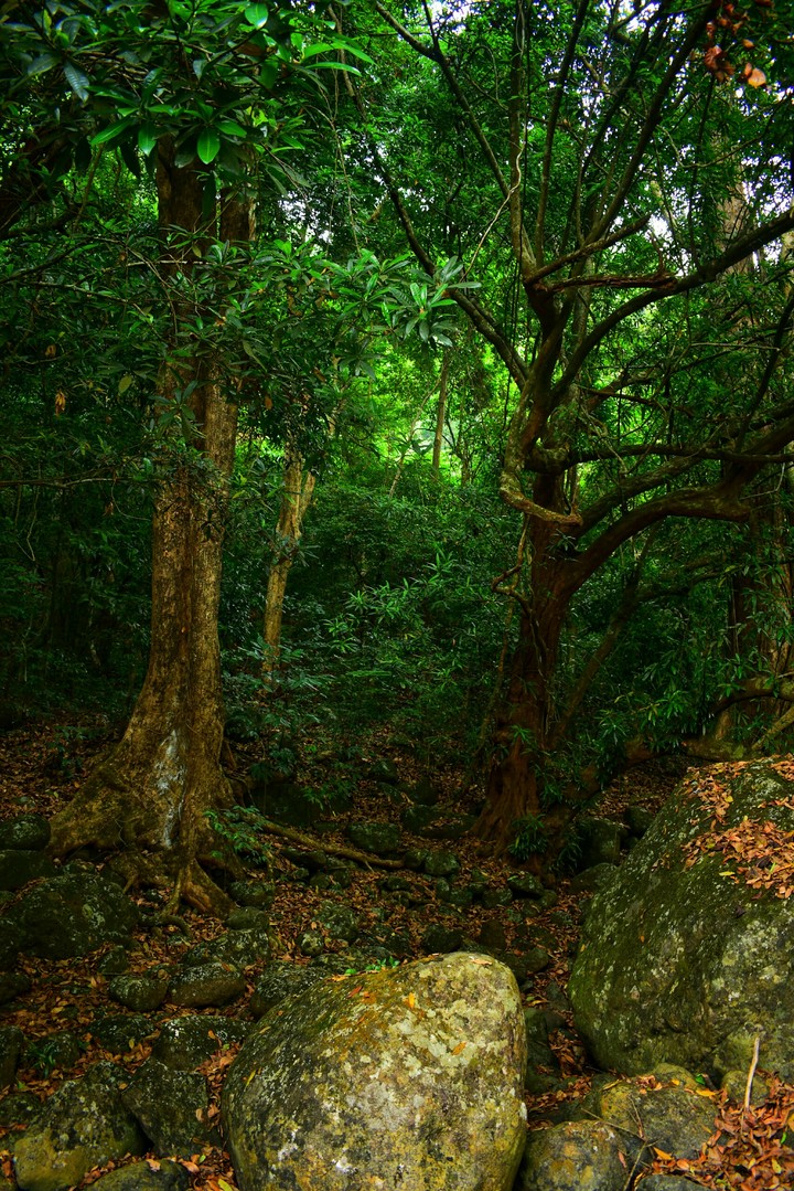 greenish view of trees