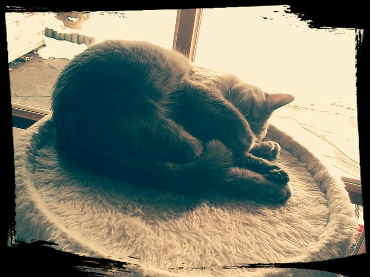Sleepy Cat