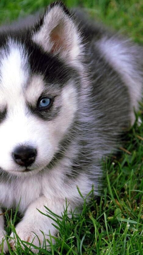 husky puppy:))))