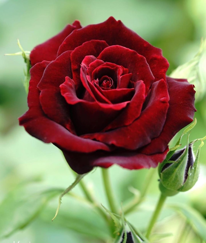 red rose dark
