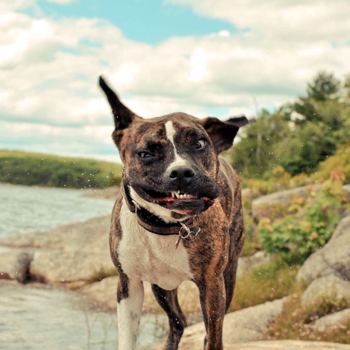 Dog