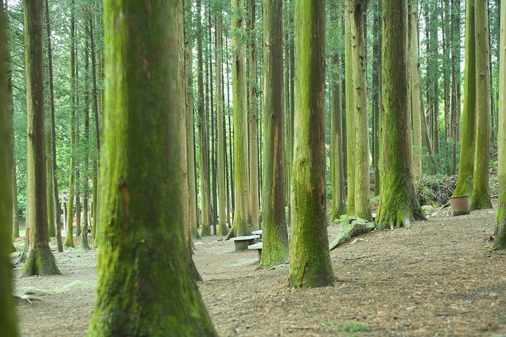 forest