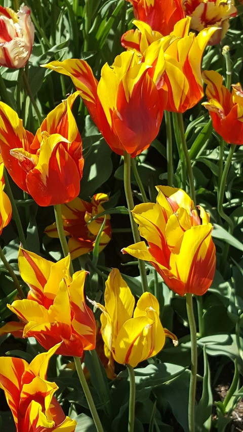 Fire Tulips