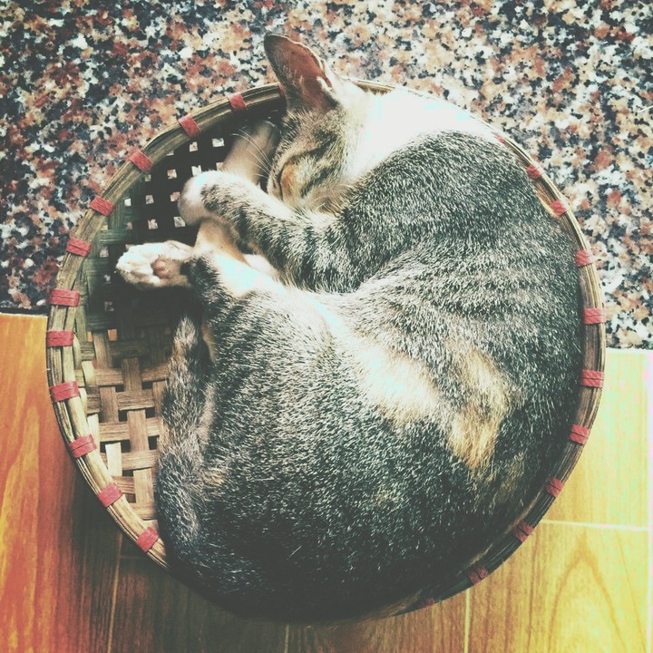 The cat is sleeping