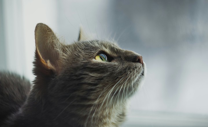 Pet Light