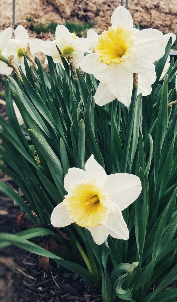 Color me White