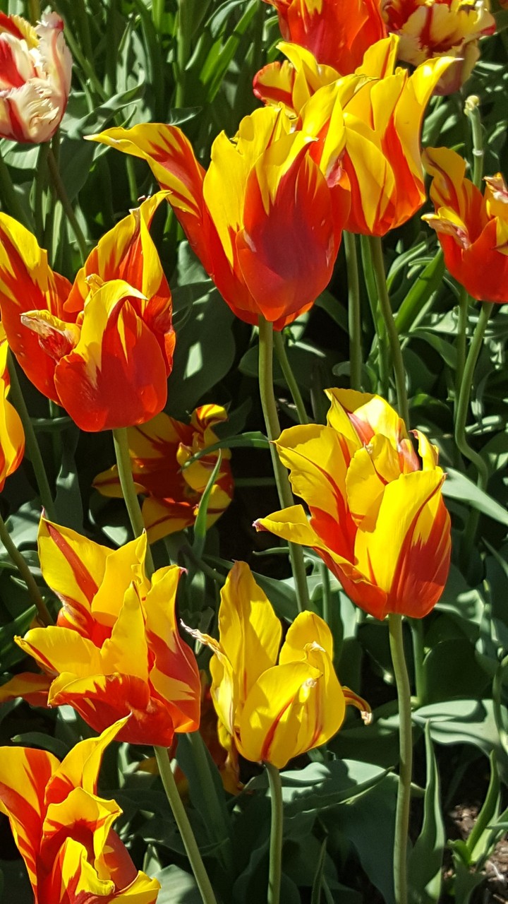 Fire Tulips