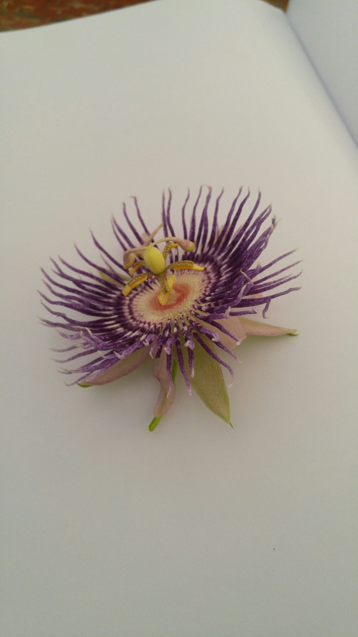 #flower