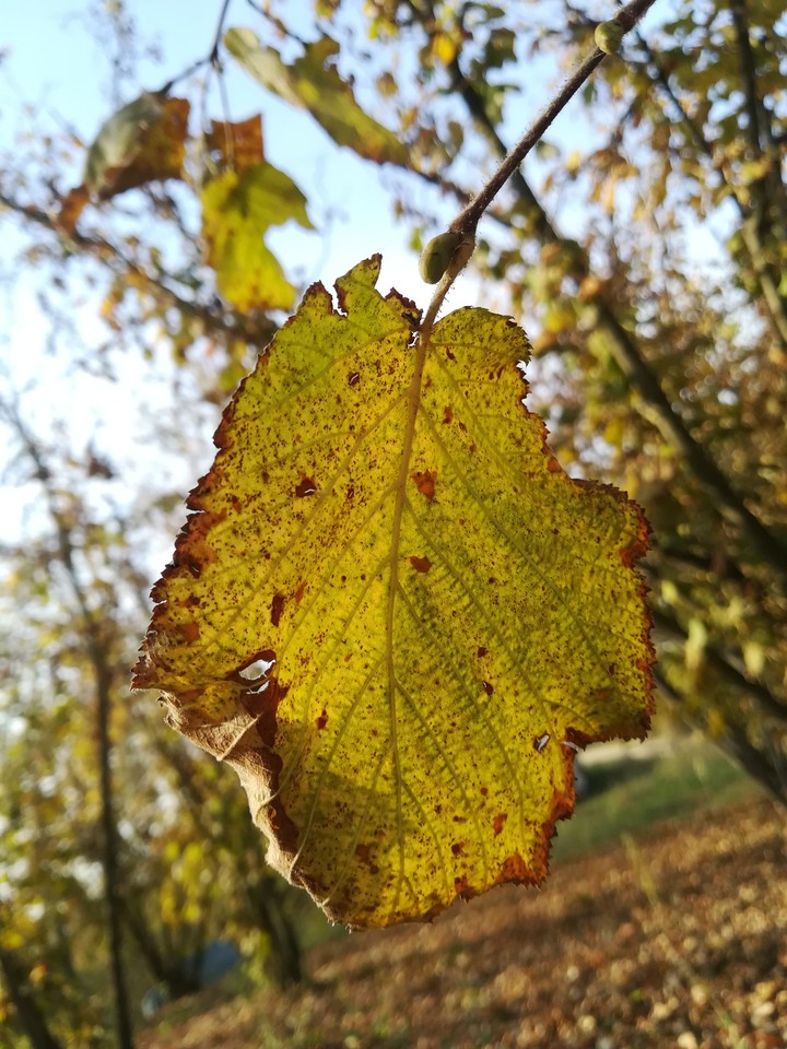 autumns leaves 