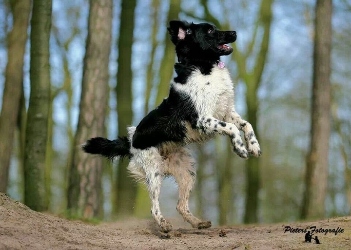 If It's Not A Broder Collie iIt's Just A Dog
