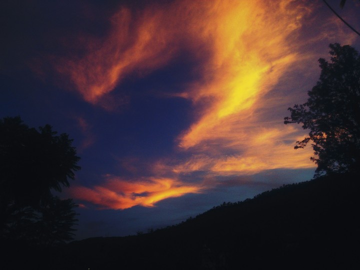 Evening Bloom