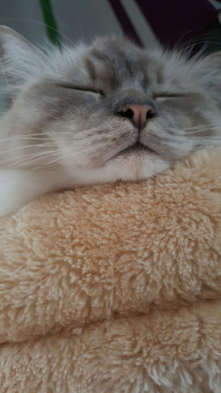 White Cat