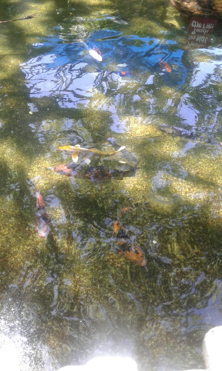 koi