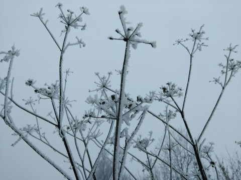 Snow plants