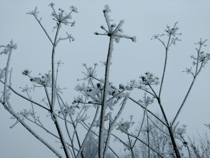 Snow plants