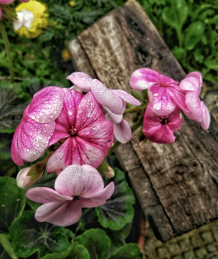 pink flowers