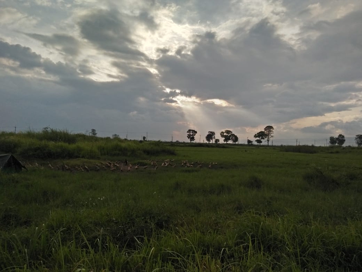 grass with the sun