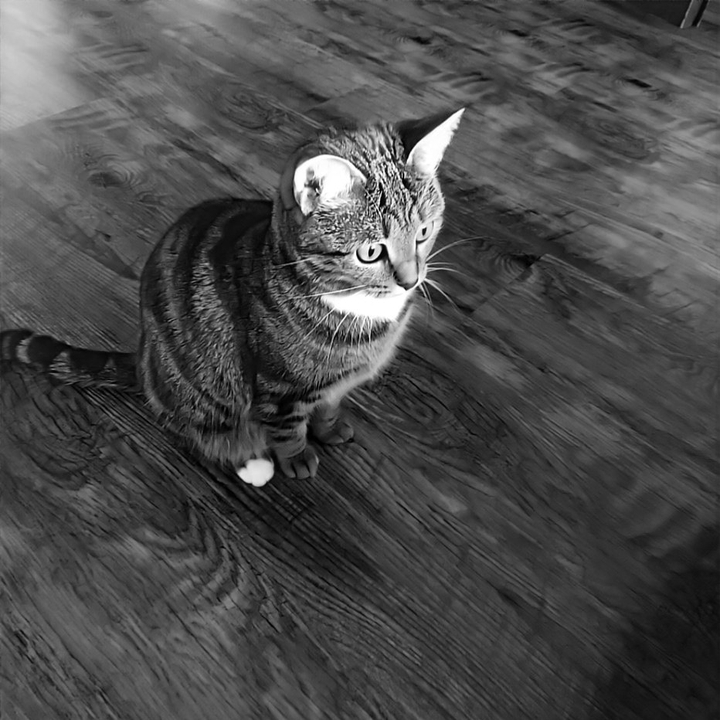 cat