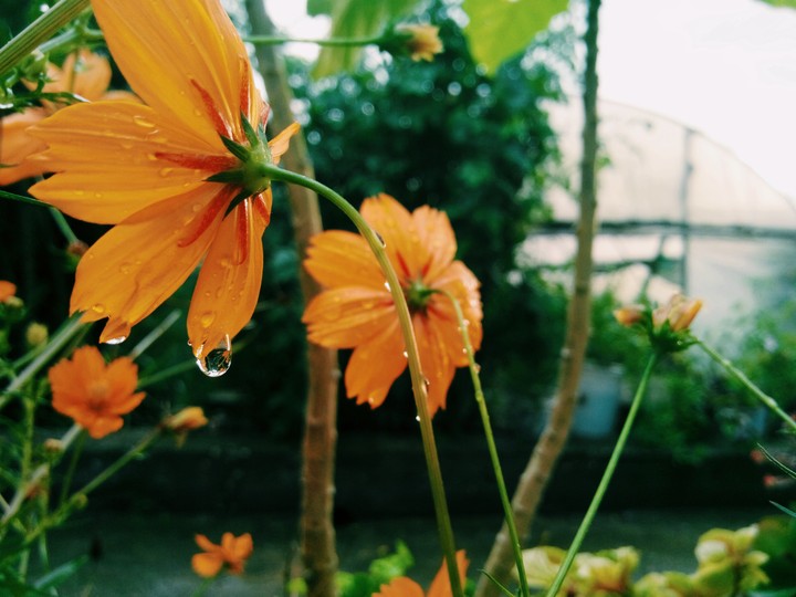 flowers