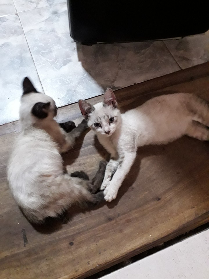 Hermosura Felina ♡♡