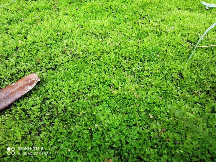 little green