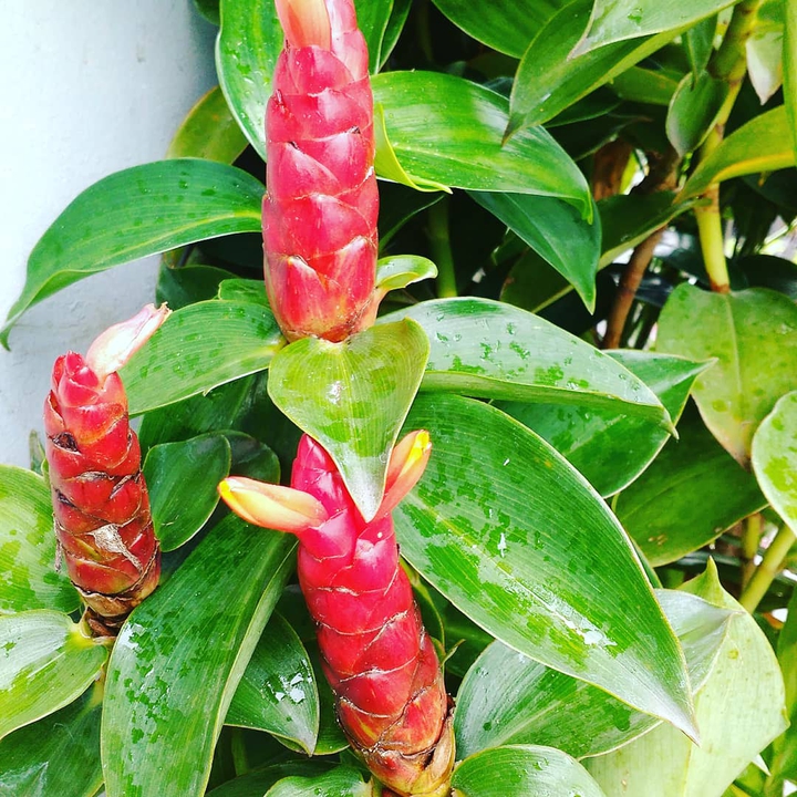candle plant