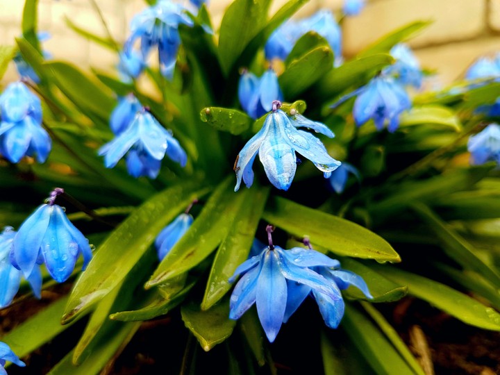 Blue Scilla flowers after rain.