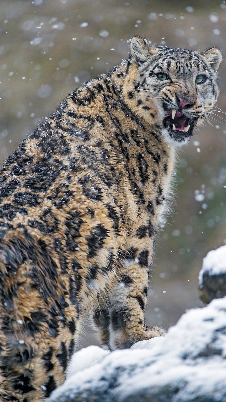 snow leopard